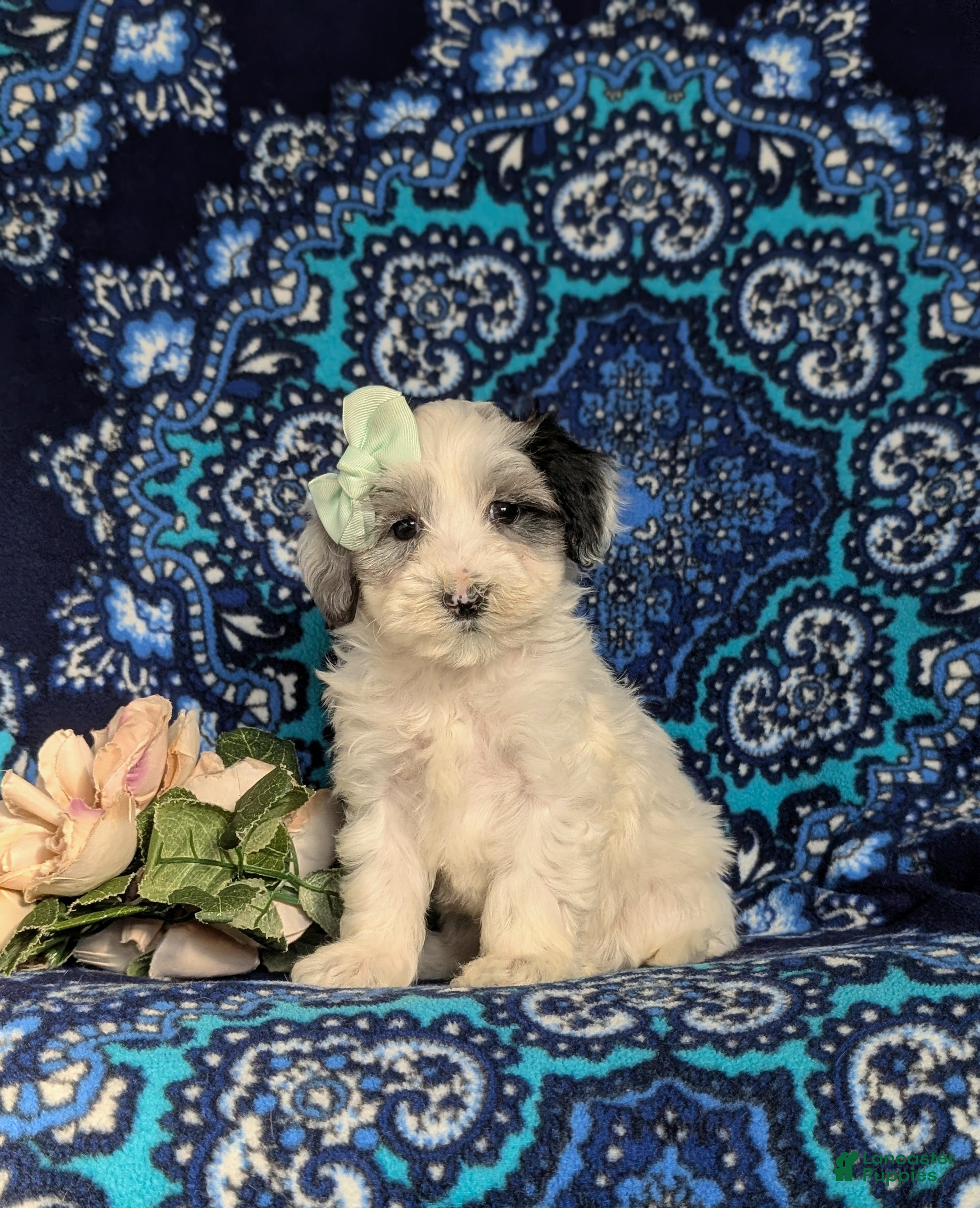 Maltipoo dogs Devanie - Ad 26
