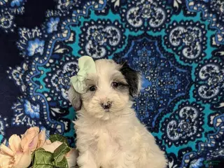 Maltipoo dogs Devanie - Ad 24