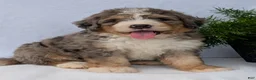 Mini Bernedoodle dogs for sale: Mini Baker  - Ad 4