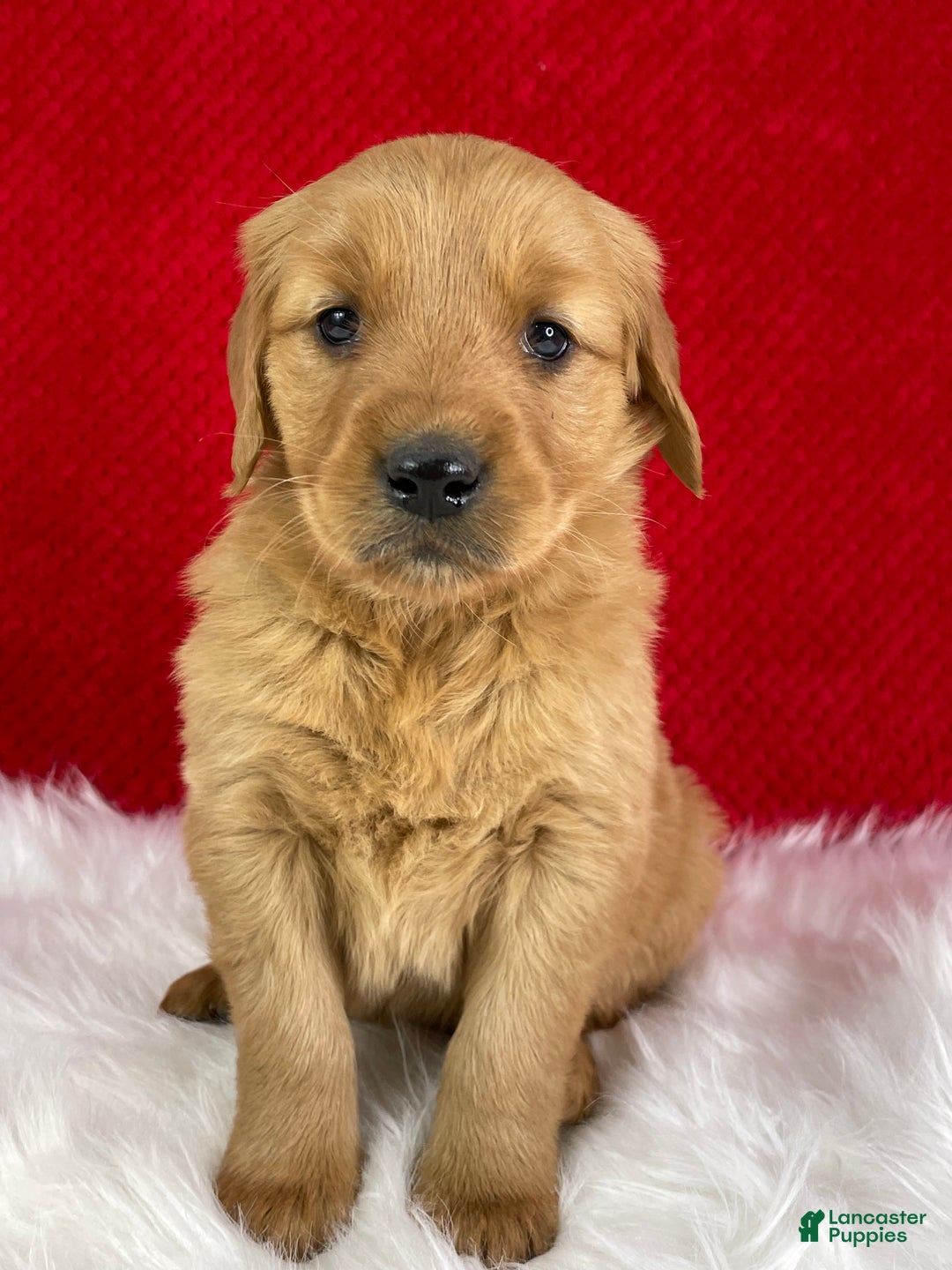 Golden Retriever dogs for sale: Scarlett - Ad 5