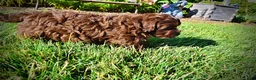 Havapoo dogs for sale: Chewy - Ad 11