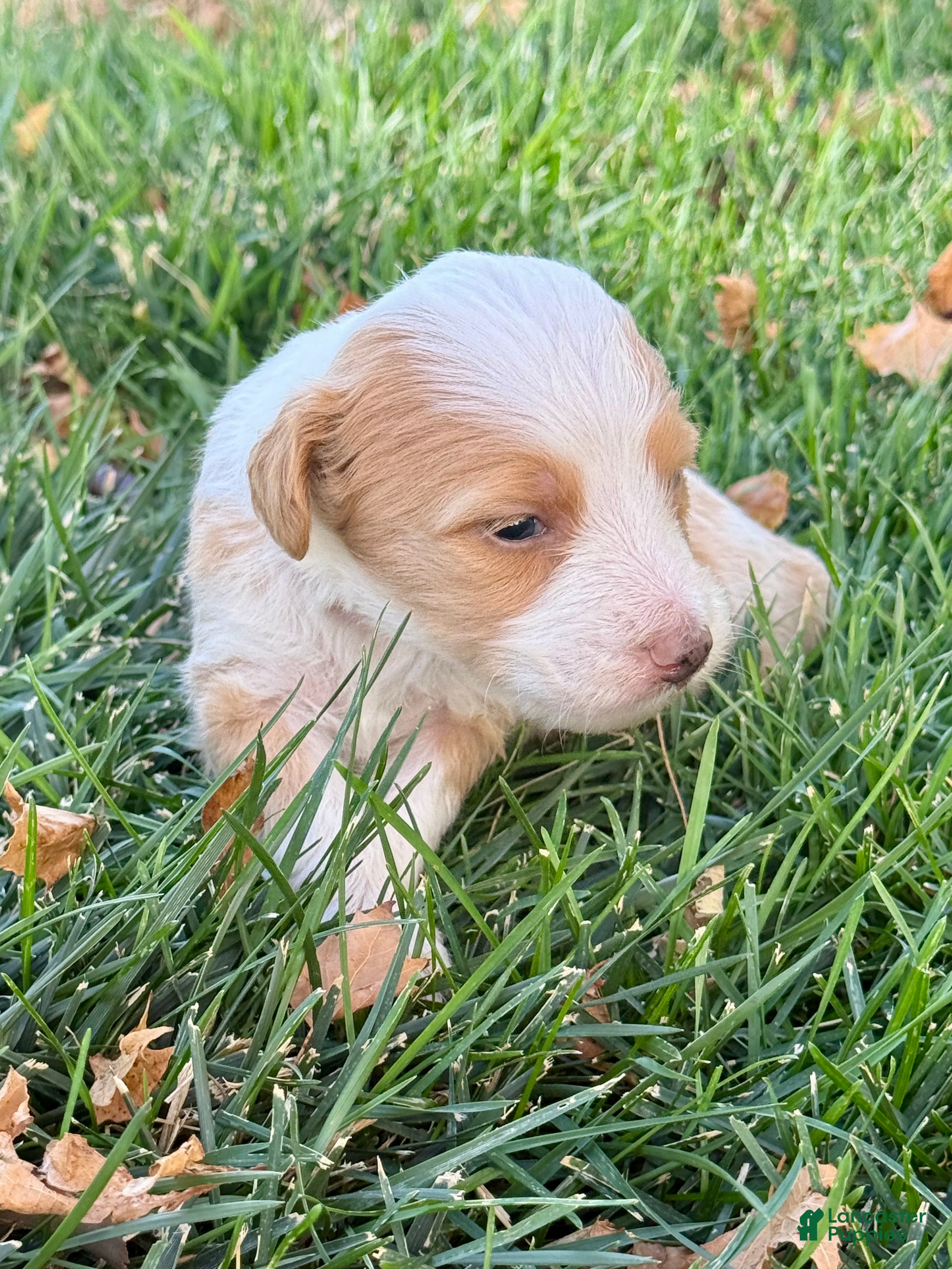 Bernedoodle dogs Sally - Ad 1