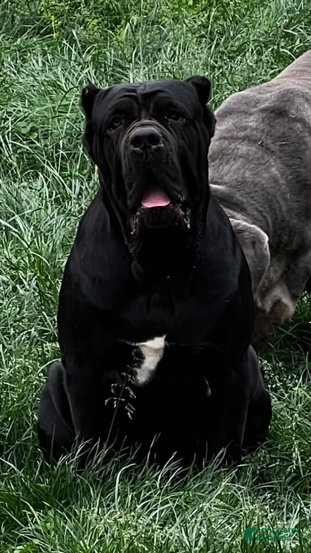 Gallery Image {{count}}