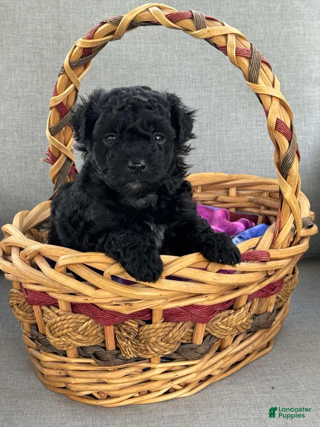 Maltipoo dogs for sale: Maltipoo Puppy 1 - Ad 1