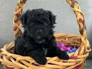 Maltipoo dogs Maltipoo Puppy 1 - Ad 5