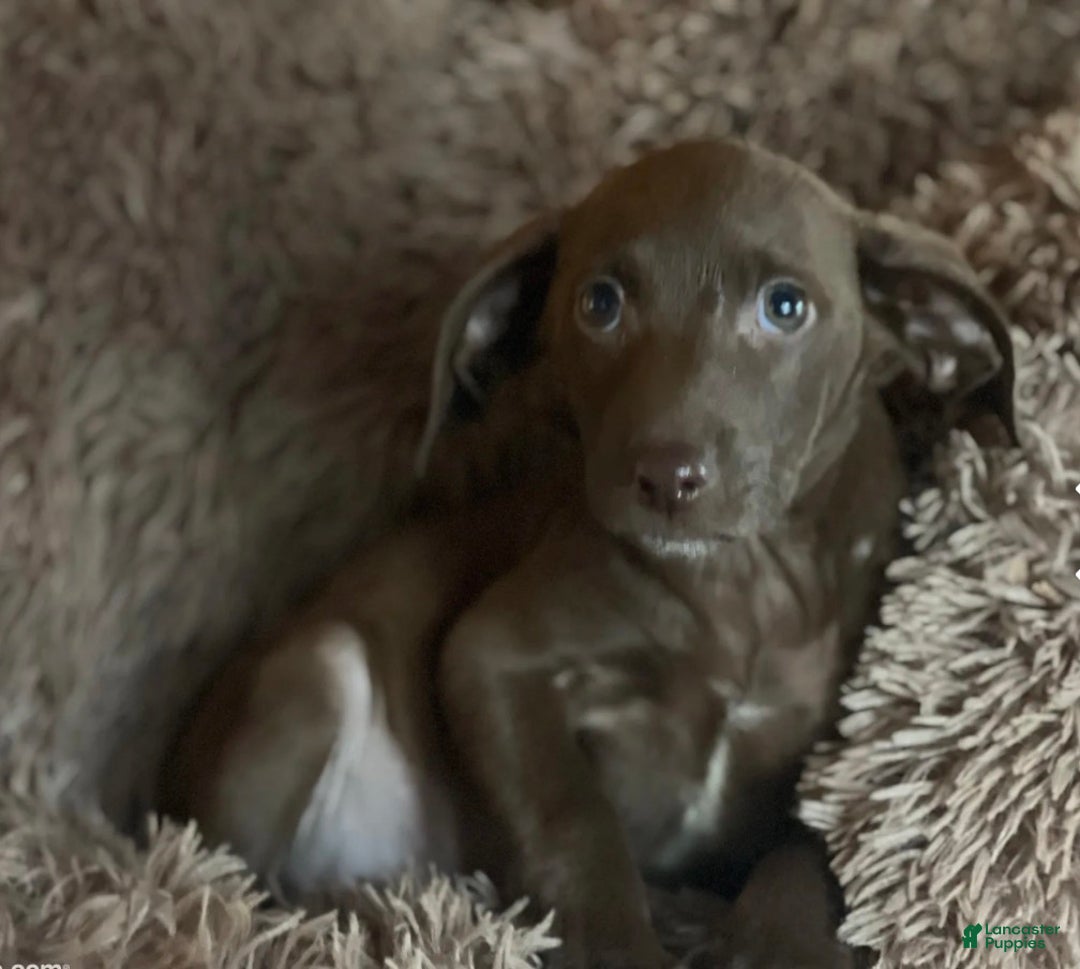 Mixed Breed dogs for sale: Mixed Breed Puppy 1 - Ad 1