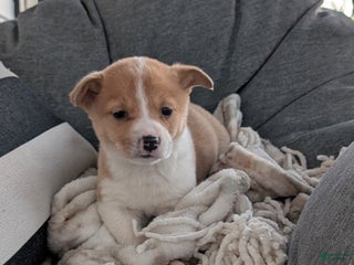 Mixed Breed dogs Harper - Ad 40