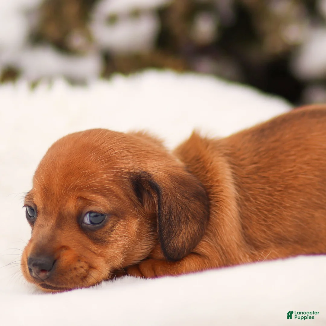 Miniature Dachshund dogs for sale: Izzy Miniature Dachshund - Ad 8