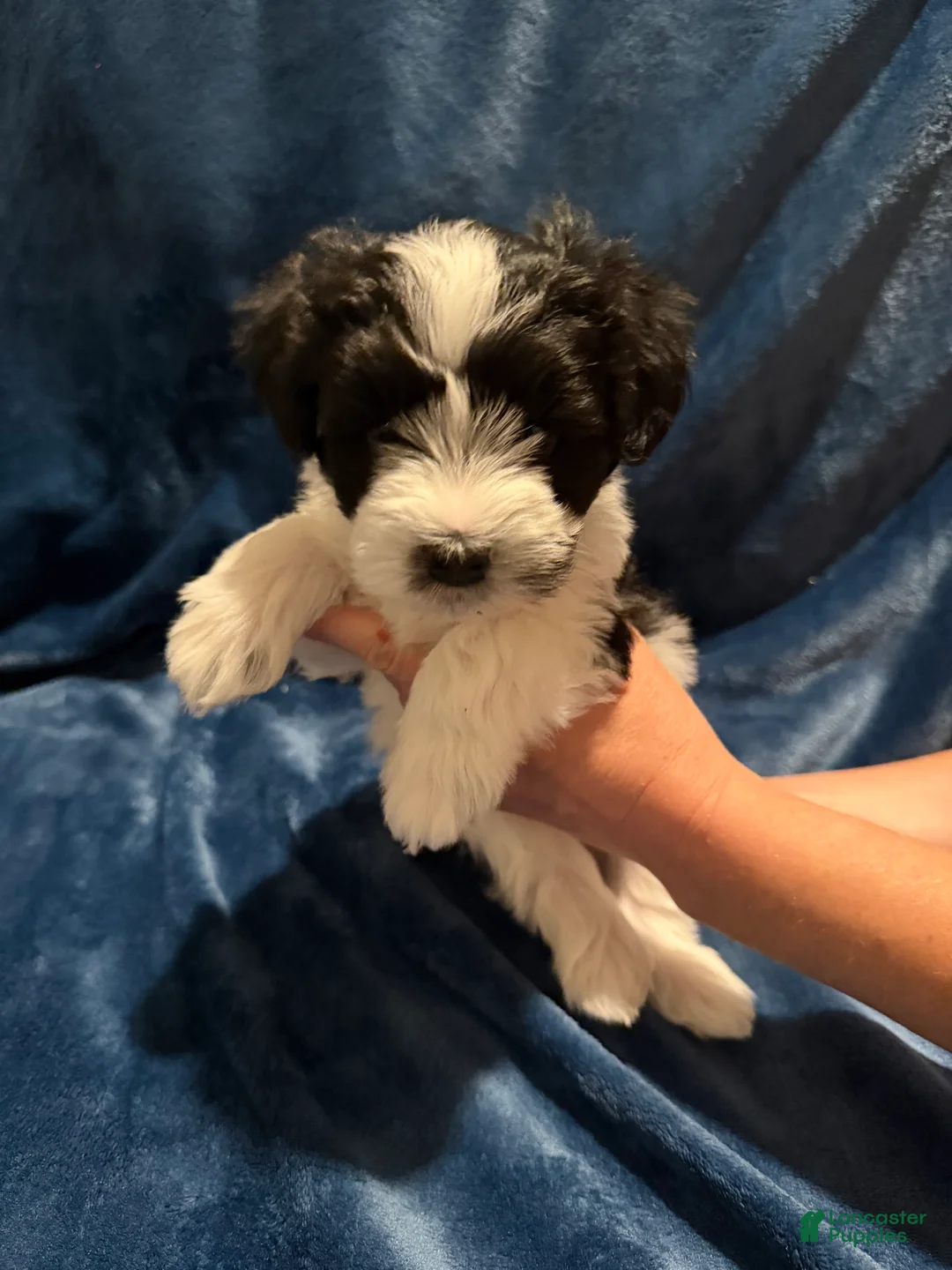 Miniature Schnauzer dogs for sale: Subi - Ad 2