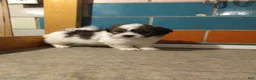 Shihpoo dogs for sale: Cj - Ad 1