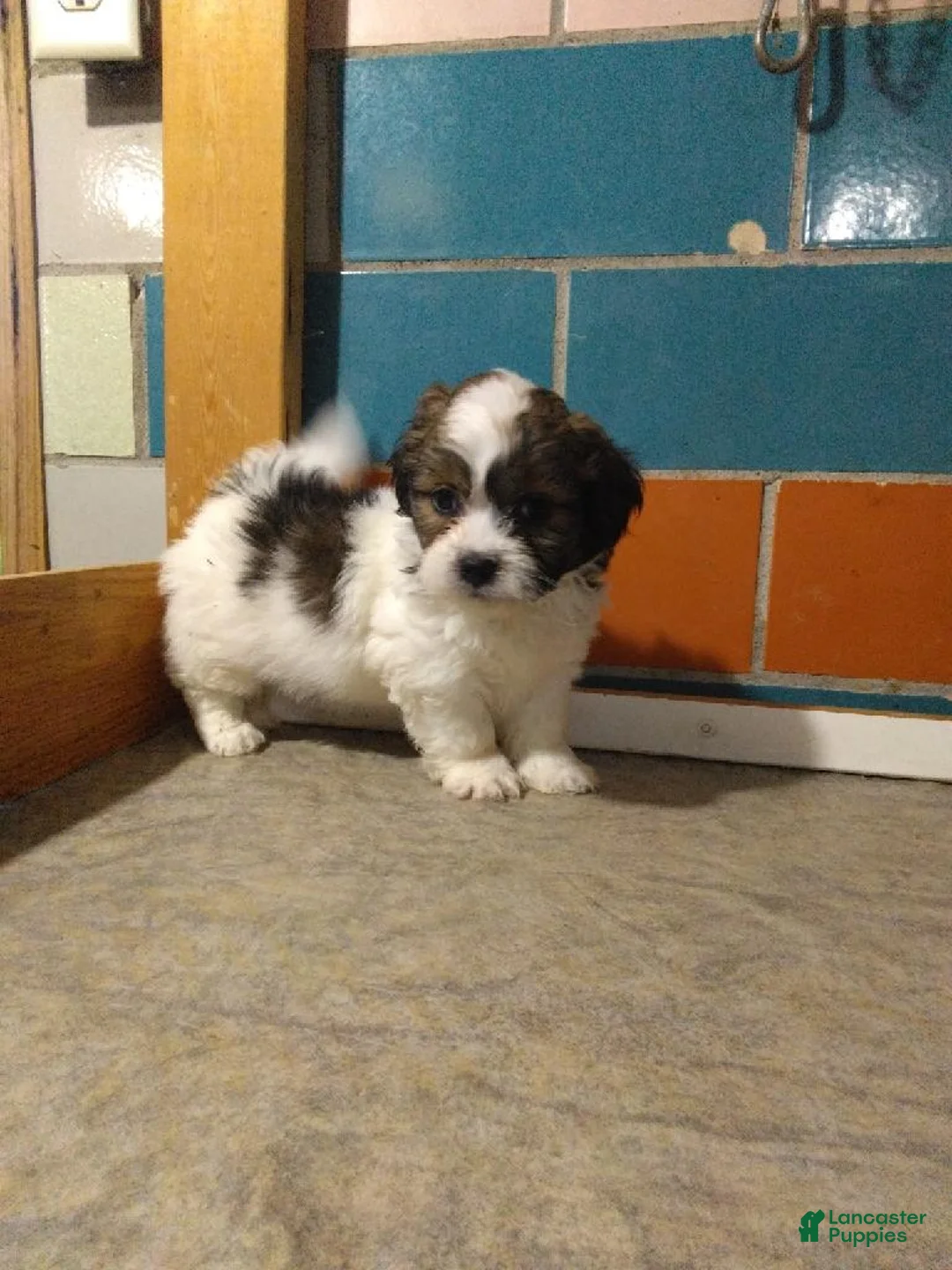 Shihpoo dogs for sale: Cj - Ad 1