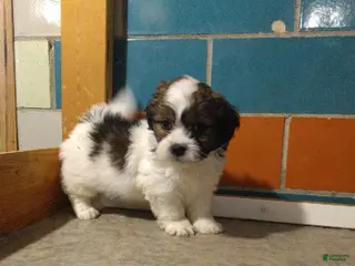Shihpoo dogs Cj - Ad 2