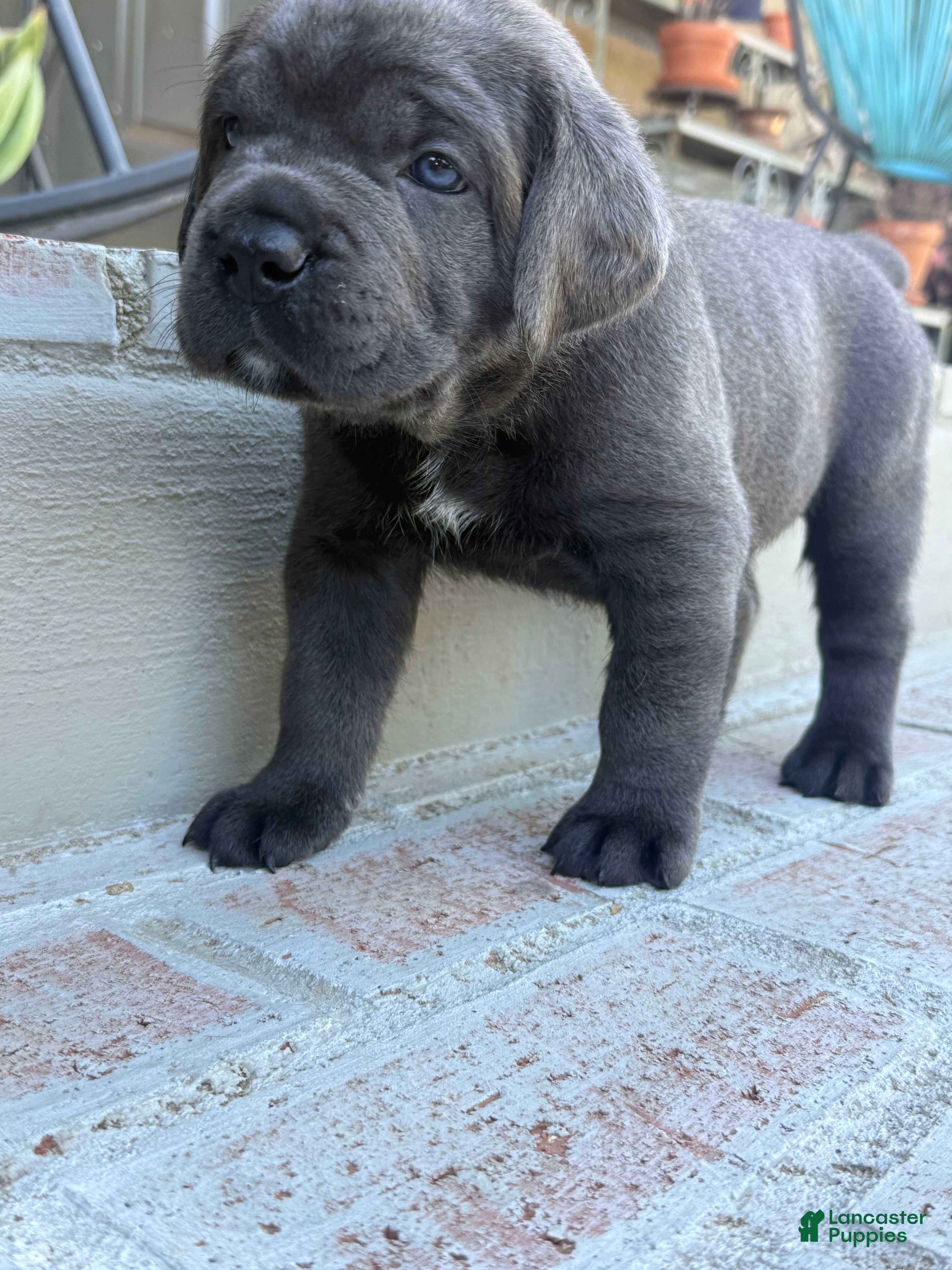 Cane Corso dogs Cane Corso grey collar - Ad 26