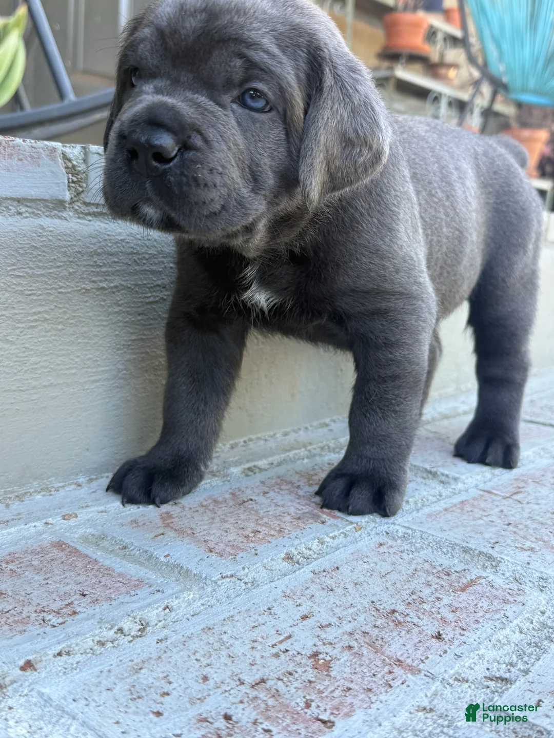 Cane Corso dogs for sale: Cane Corso grey collar - Ad 1