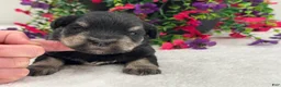 Miniature Schnauzer dogs for sale: Mae Male 1  - Ad 4
