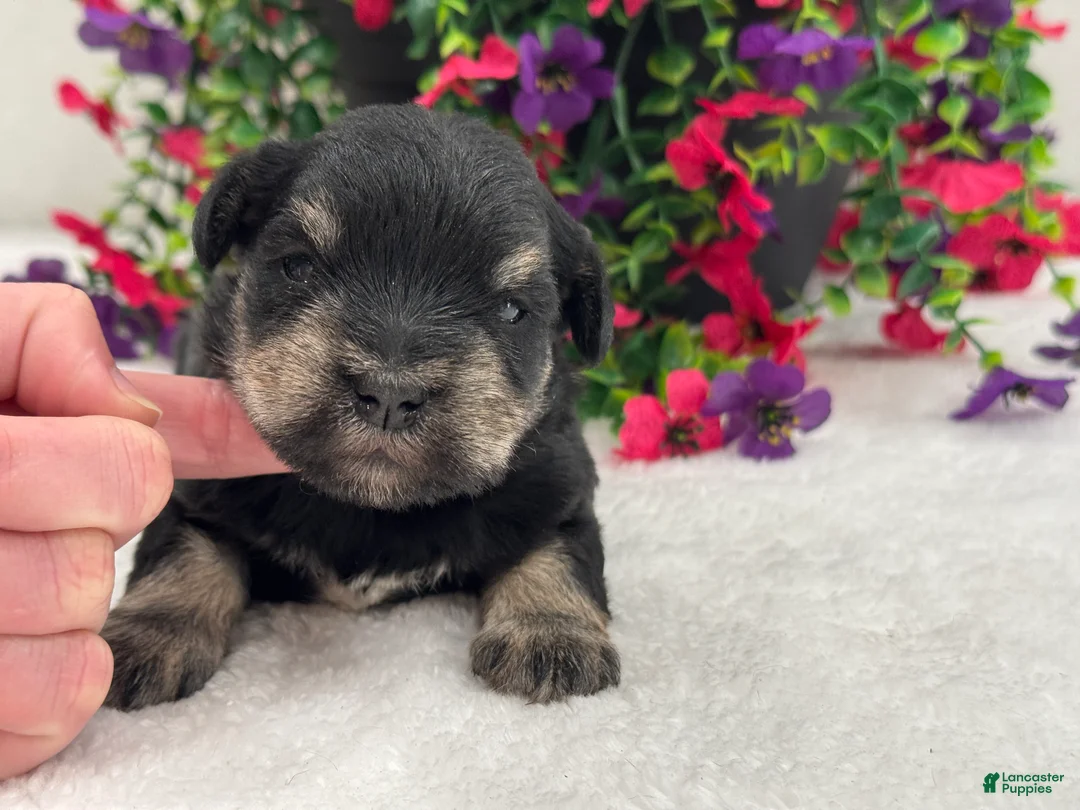 Miniature Schnauzer dogs for sale: Mae Male 1  - Ad 4
