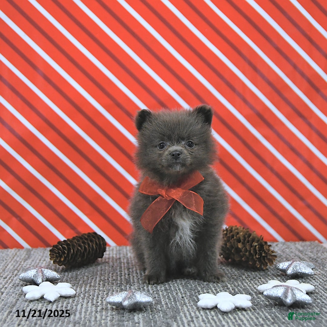 Pomeranian dogs for sale: Luci - Ad 10
