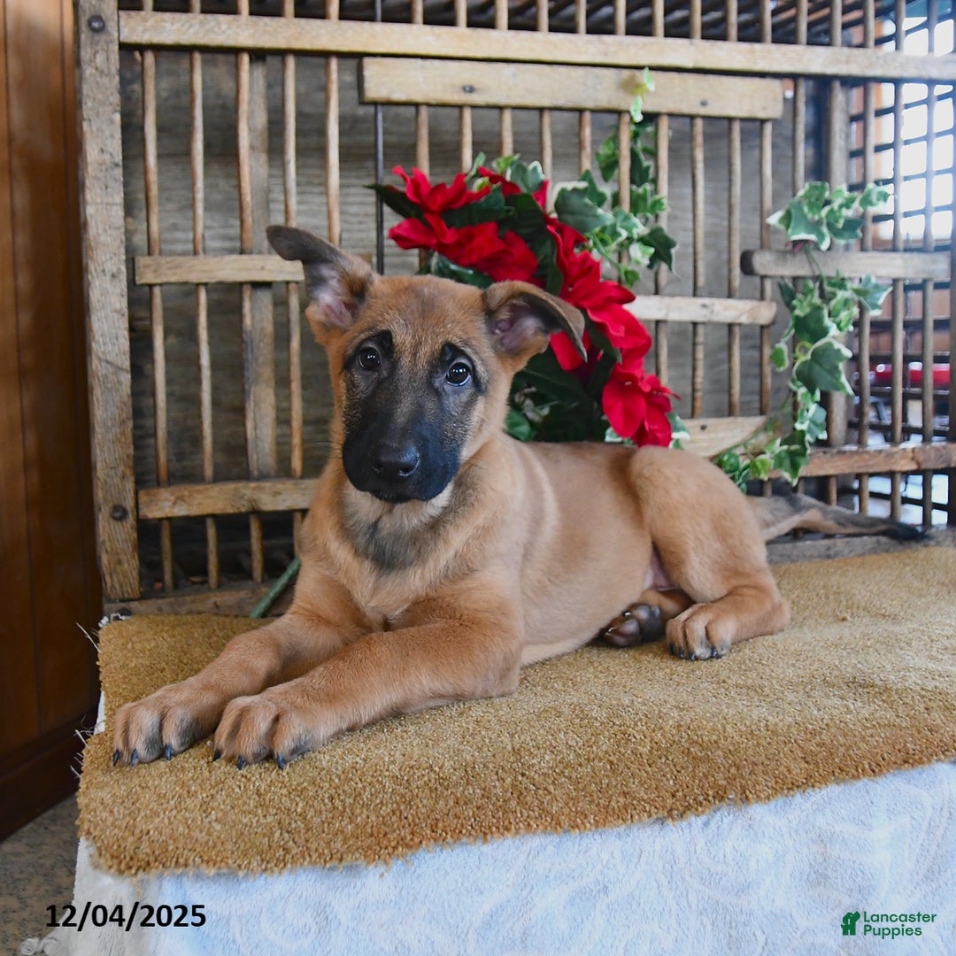 Mixed Breed dogs for sale: Omelet  - Ad 5