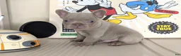 French Bulldog dogs for sale: MICKEY - Ad 6