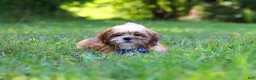 Shih Tzu dogs for sale: Sammy - Ad 5