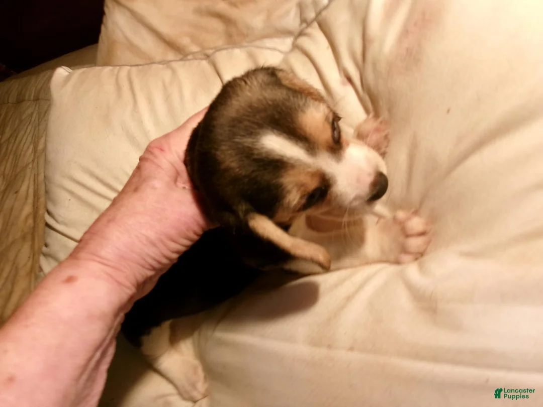 Beagle dogs for sale: Beagle 1 - Ad 1