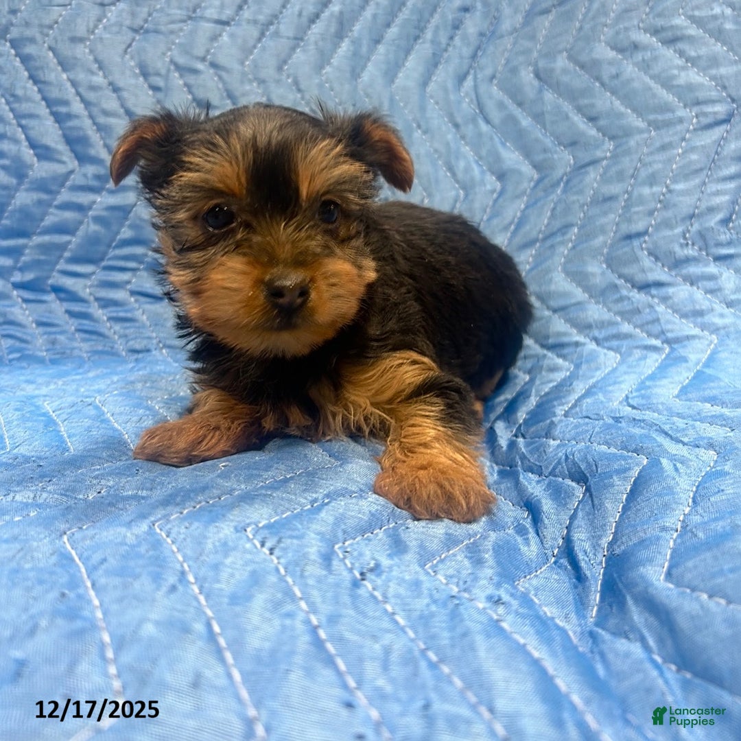 Yorkshire Terrier dogs for sale: Brittany - Ad 2