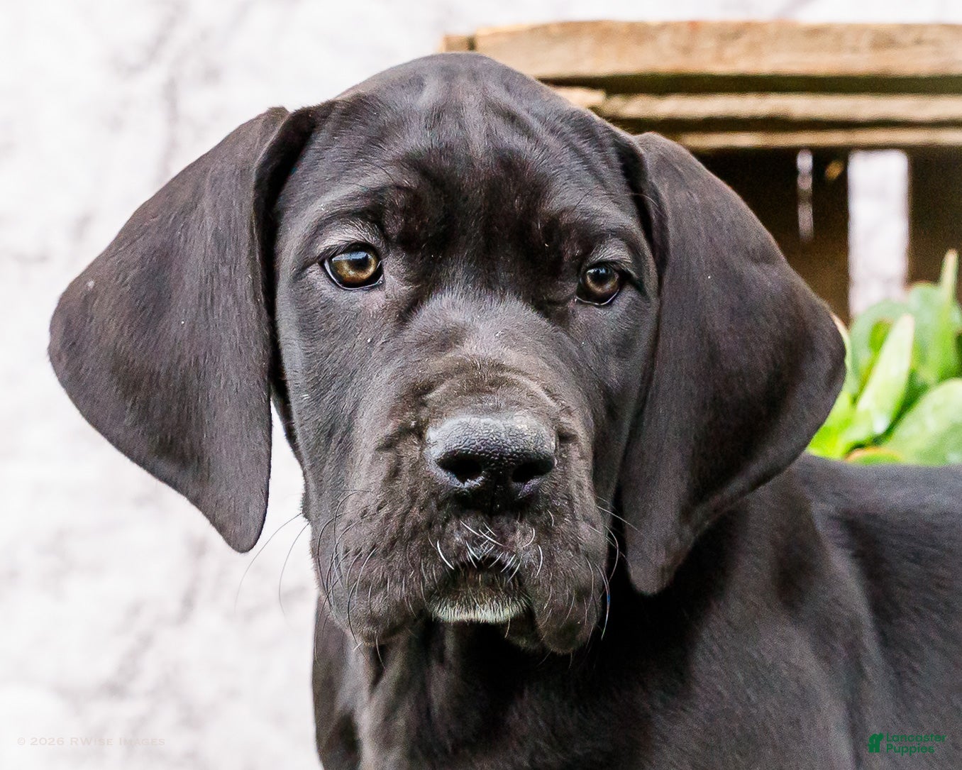 Great Dane dogs Kate - Ad 2