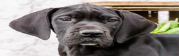 Great Dane dogs for sale: Kate - Ad 2