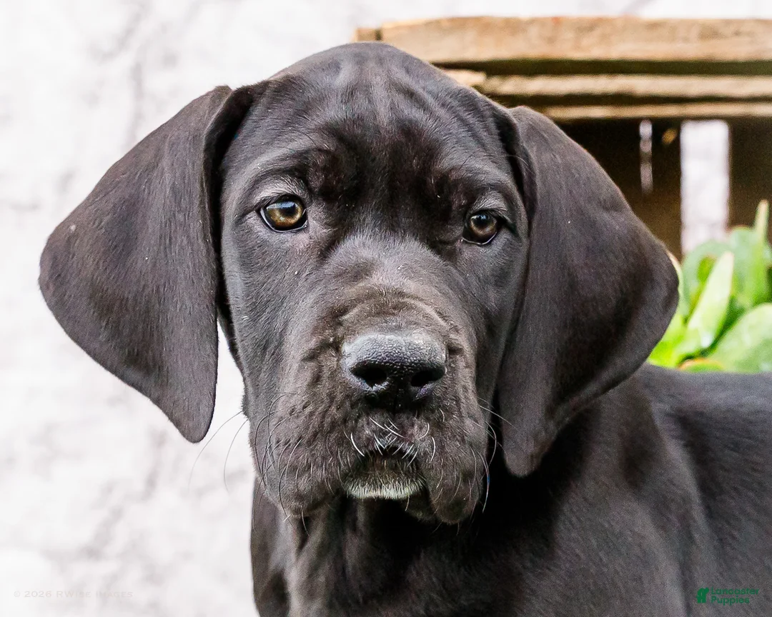 Great Dane dogs for sale: Kate - Ad 2