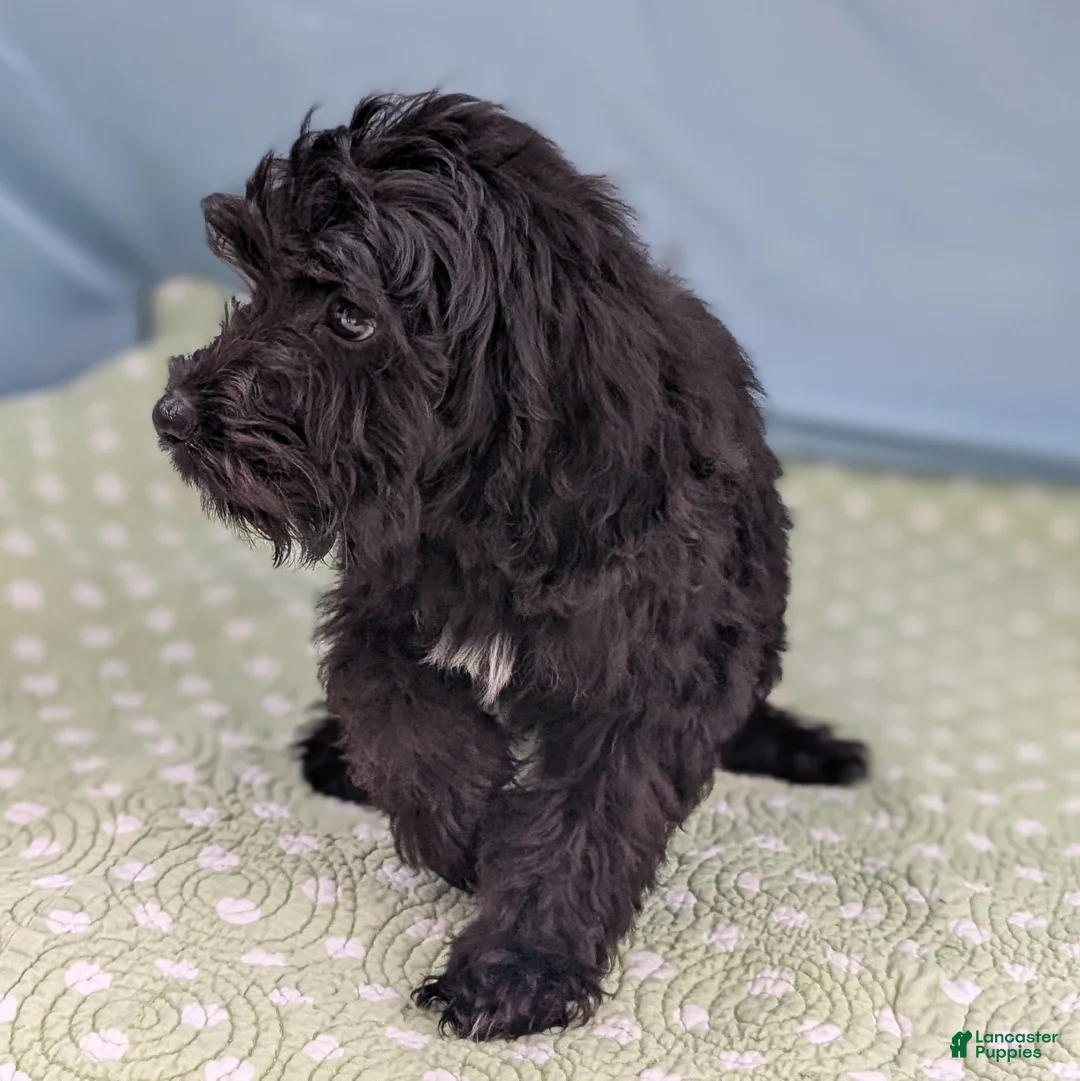 Mixed Breed dogs for sale: Noche (Night) - Ad 7