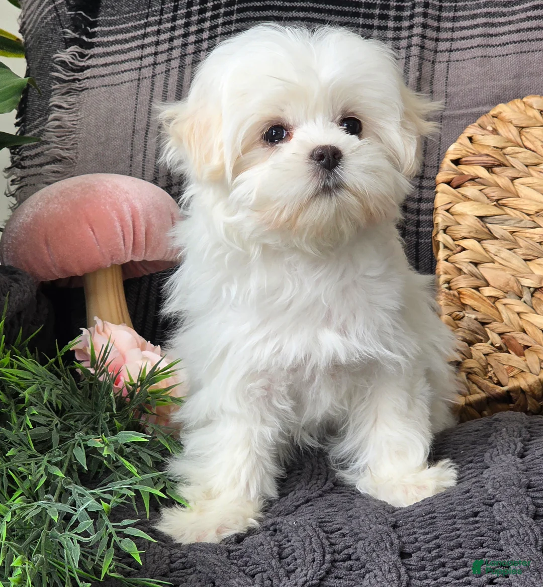 Maltese dogs for sale: Sky - Ad 5