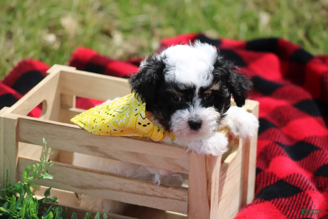 Maltipoo dogs for sale: Gavin - Ad 1