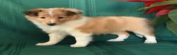 Shetland Sheepdog dogs for sale: Marie   - Ad 3