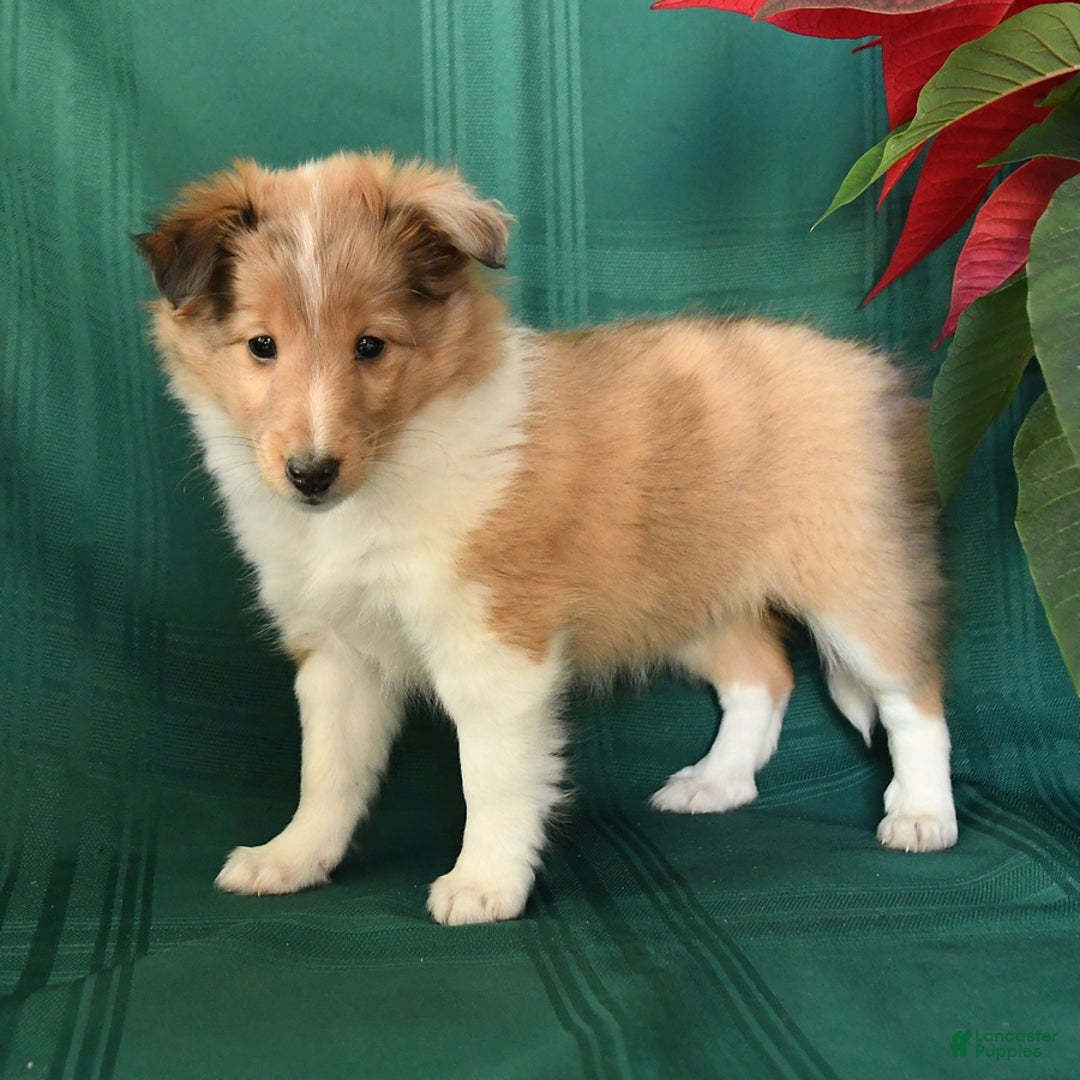 Shetland Sheepdog dogs for sale: Marie   - Ad 3