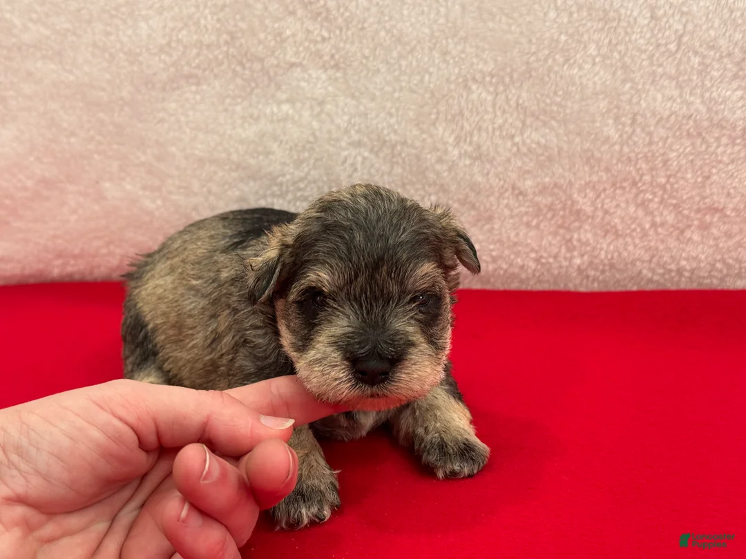 Miniature Schnauzer dogs for sale: Gypsy Female 2 - Ad 3