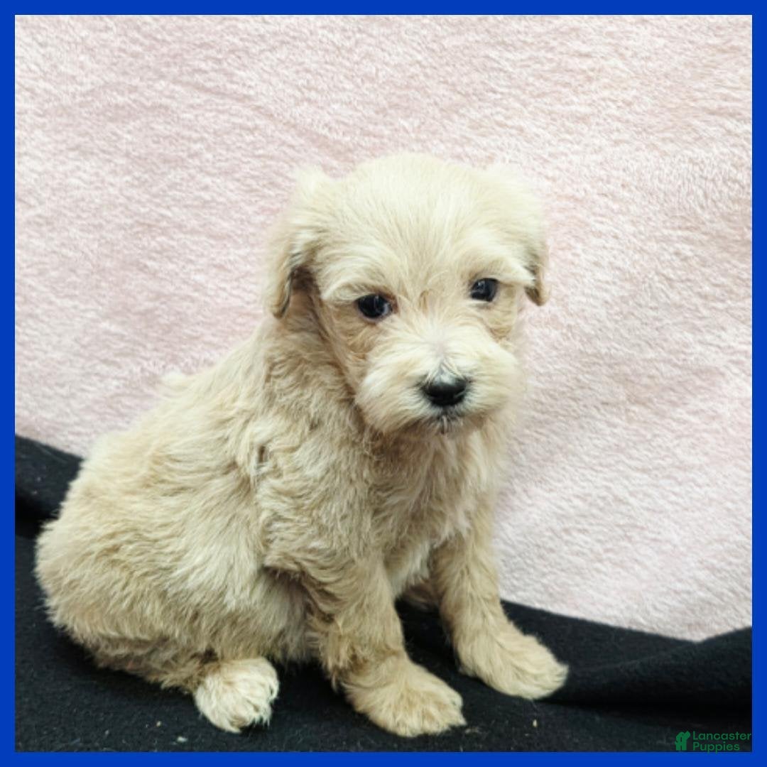 Maltipoo dogs Orlando - Ad 6