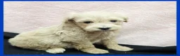Maltipoo dogs for sale: Orlando - Ad 1