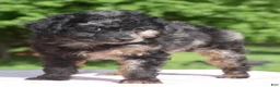 Toy Poodle dogs for sale: Bella Merle female puppy - Ad 10