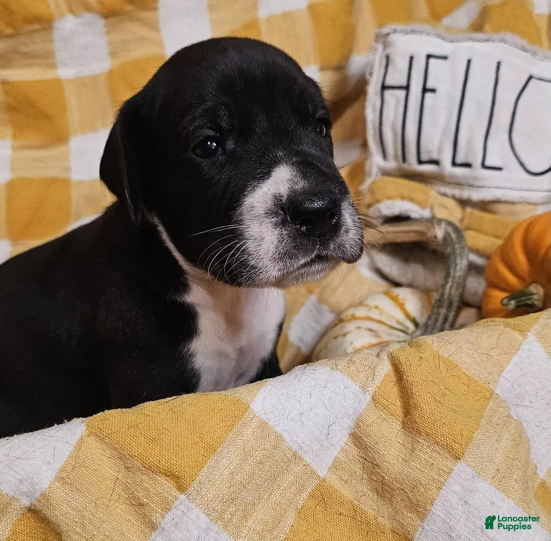 Great Dane dogs for sale: Clove - Ad 2