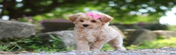 Maltipoo dogs for sale: Peanut - Ad 6