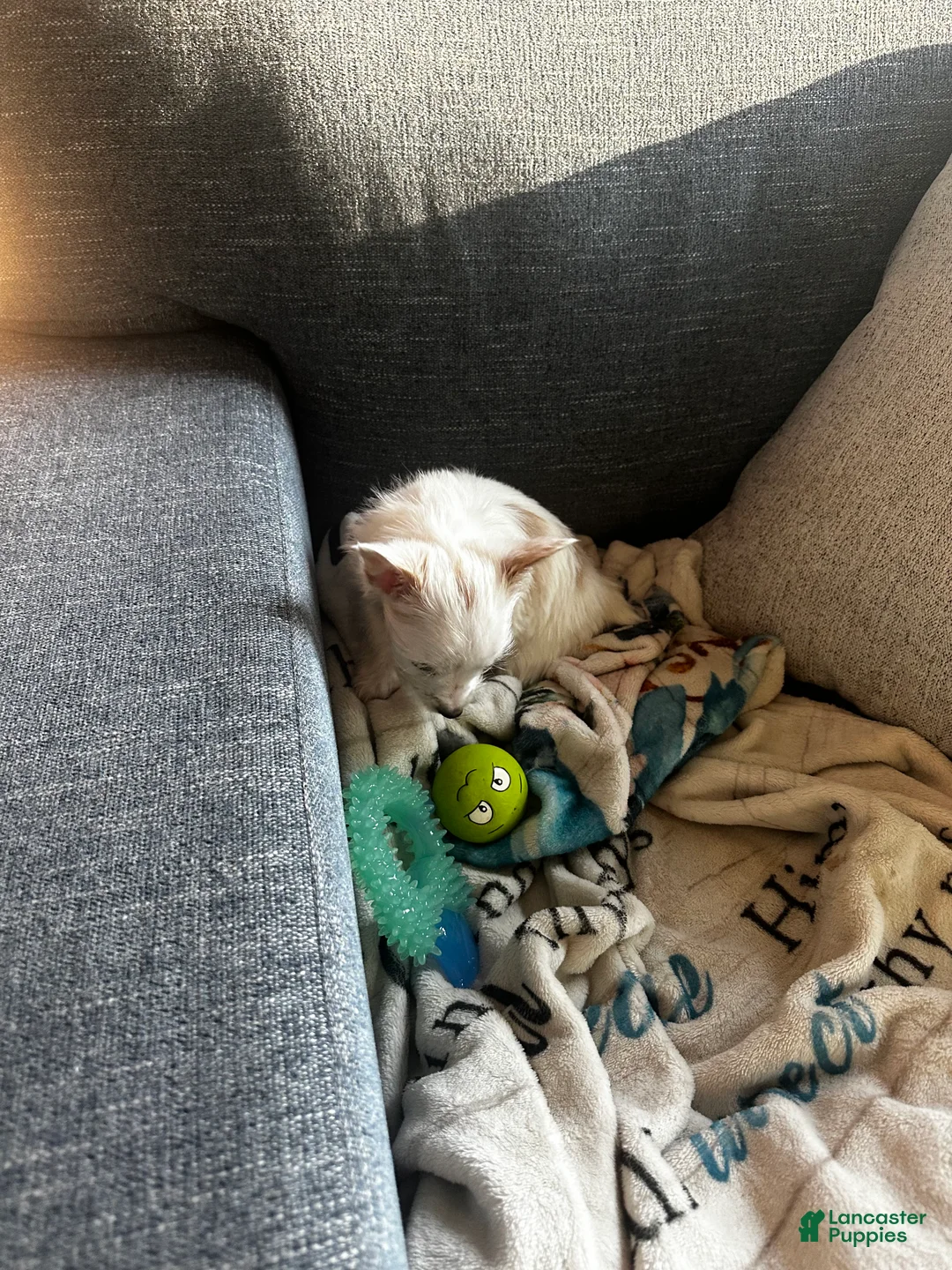 Yorkshire Terrier dogs for sale: AKC Glacierpaw - Ad 6