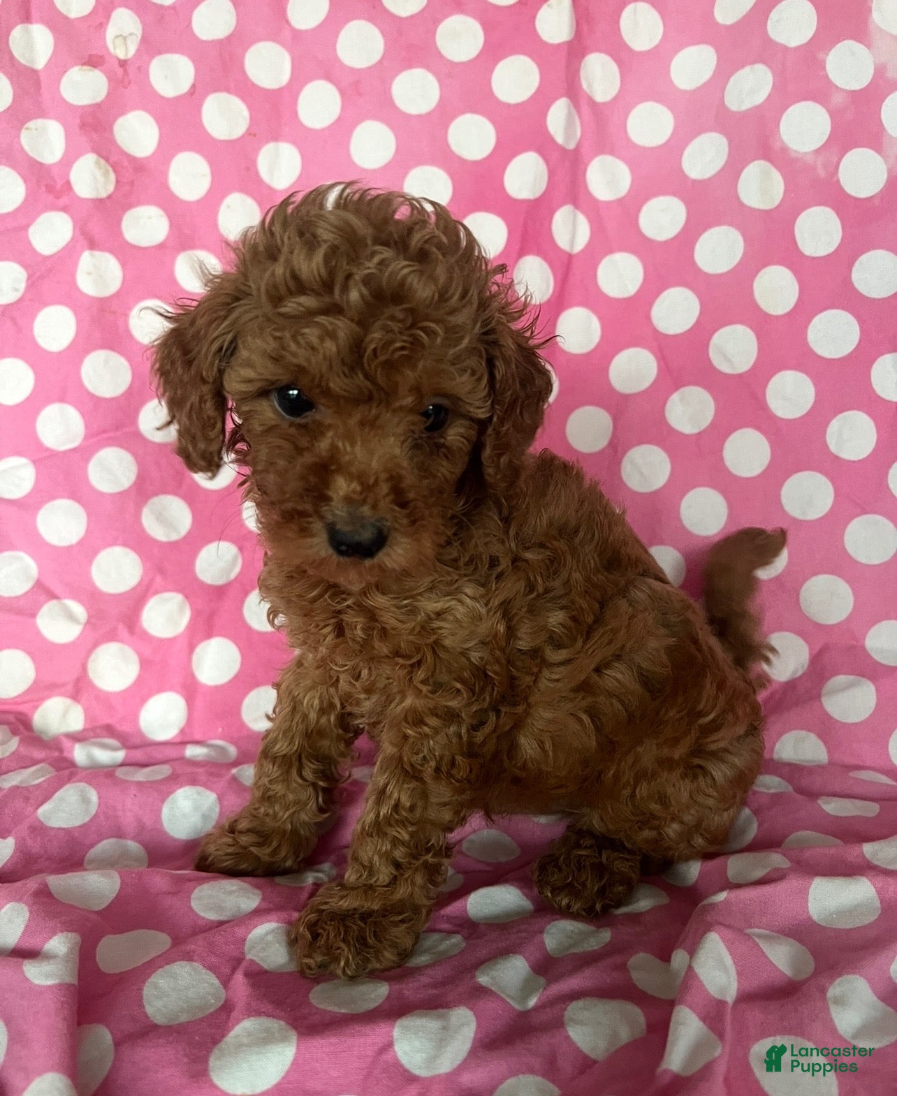 Mini Goldendoodle dogs for sale: Maya - Ad 17