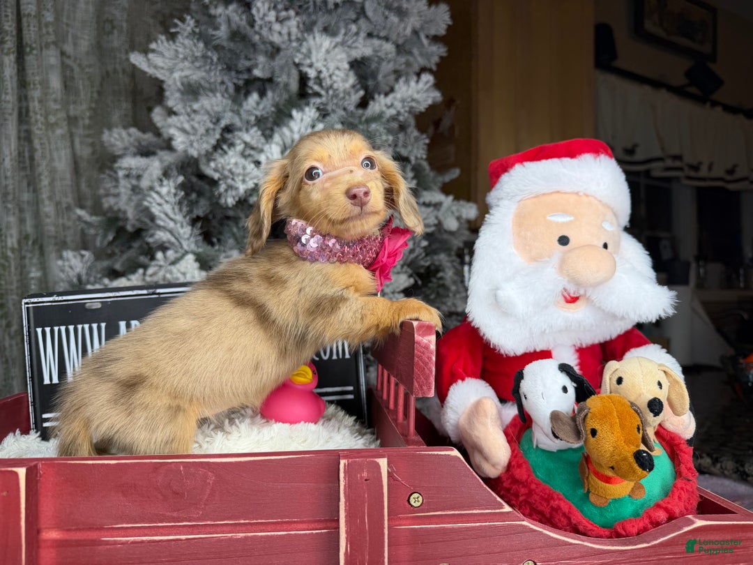 Miniature Dachshund dogs for sale: Akc POL PRA CLEAR CH RUSSIAN  - Ad 8