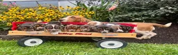 Basset Hound dogs for sale: Baxter❤️AKC Registered - Ad 3