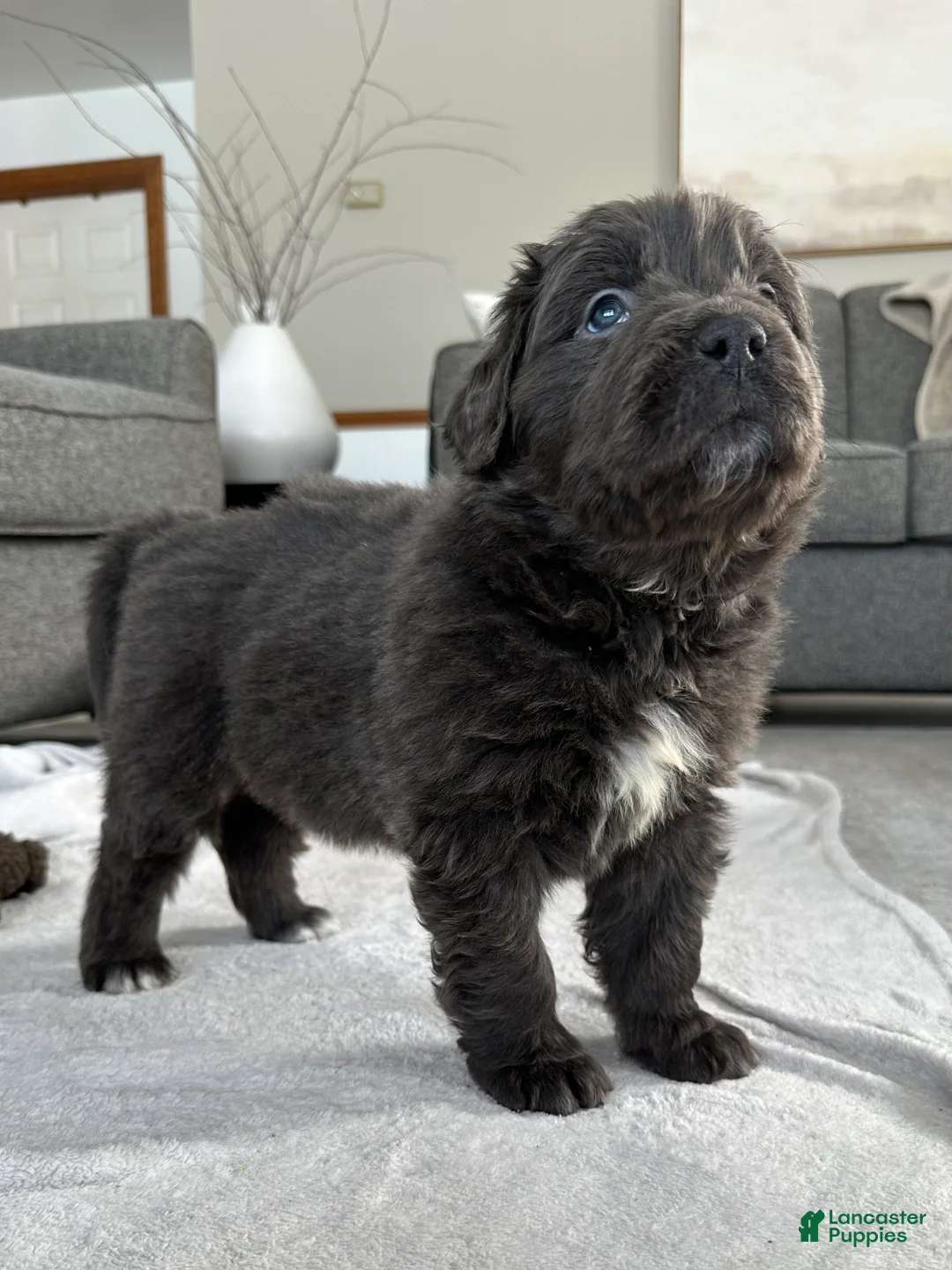 Newfoundland dogs for sale: OFA, AKC, CH “ Tessa”  - Ad 4