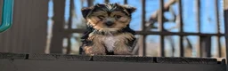 Yorkshire Terrier dogs for sale: Axel - Ad 3