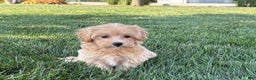 Maltipoo dogs for sale: Cutie - Ad 2