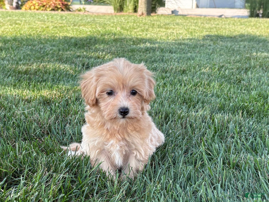 Maltipoo dogs for sale: Cutie - Ad 2
