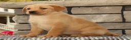 Labrador Retriever dogs for sale: Kelly - Ad 3