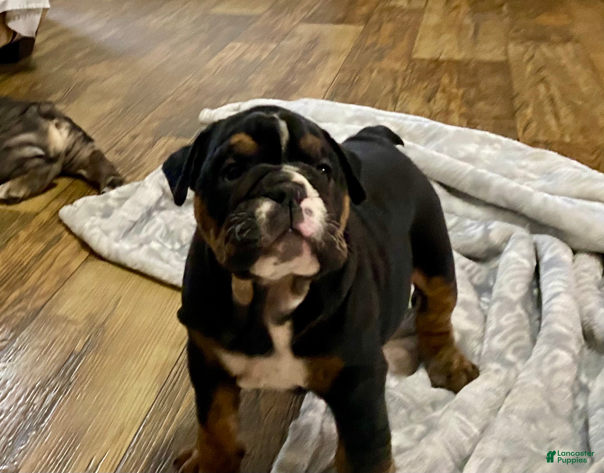 English Bulldog dogs Opal - Ad 17